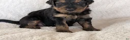 Mixed Breed dogs for sale: Winnie  - Ad 11
