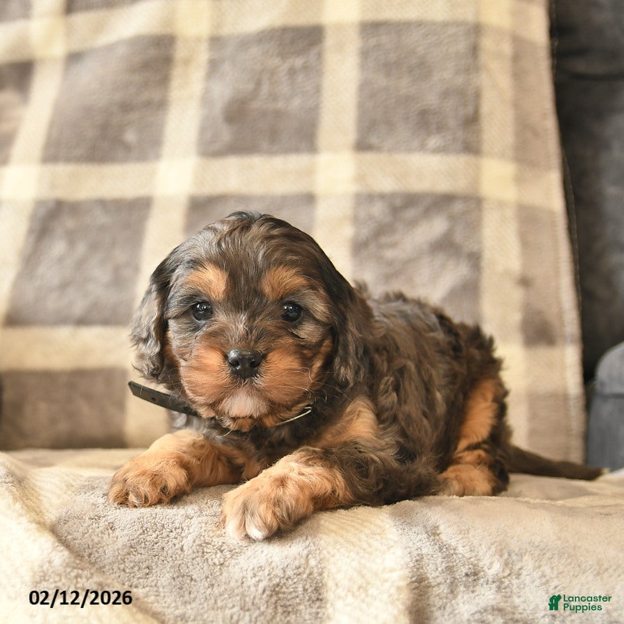 Cavapoo dogs Cocoa  - Ad 2