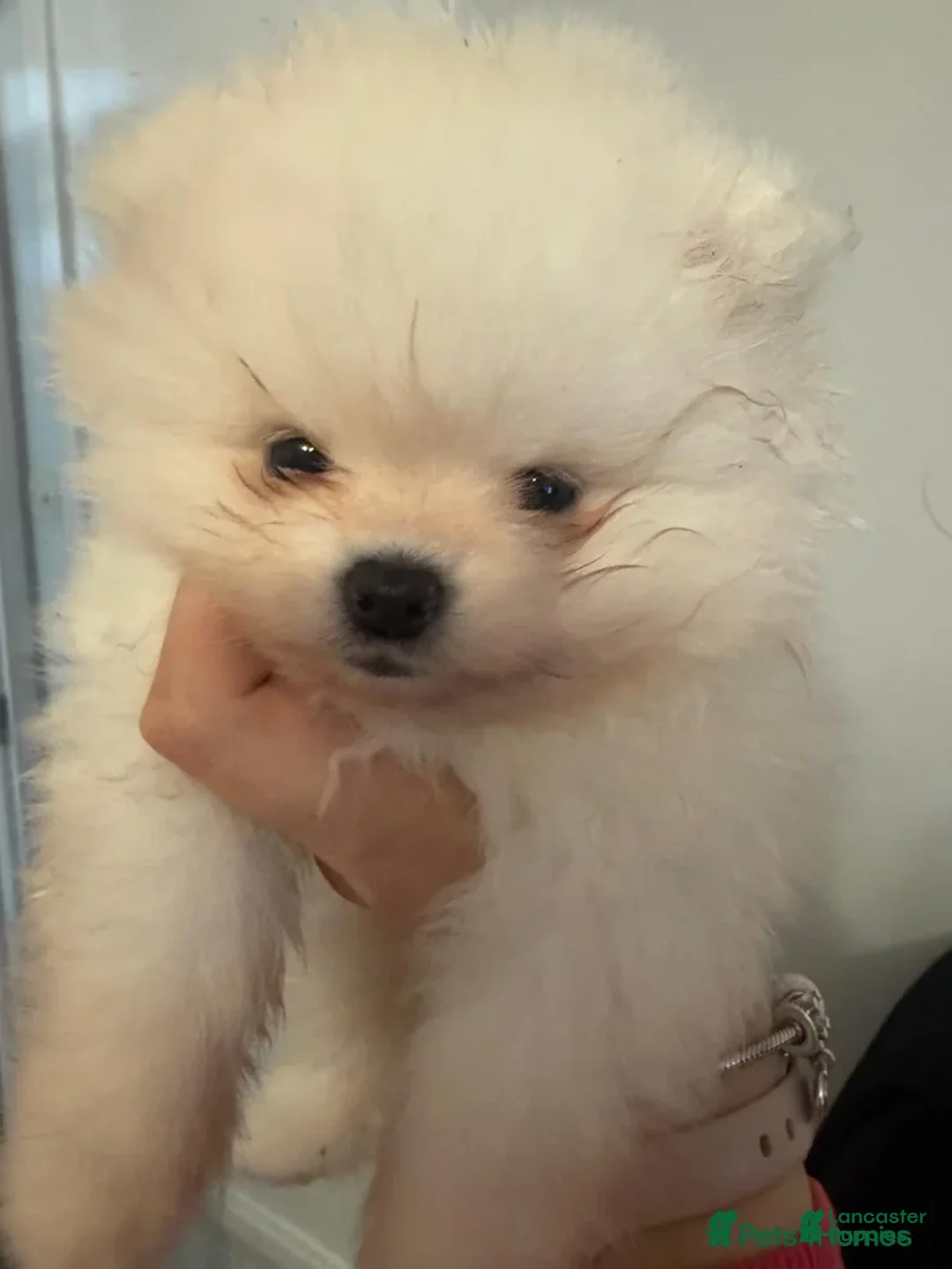 Pomeranian dogs for sale: Kayla - Ad 15