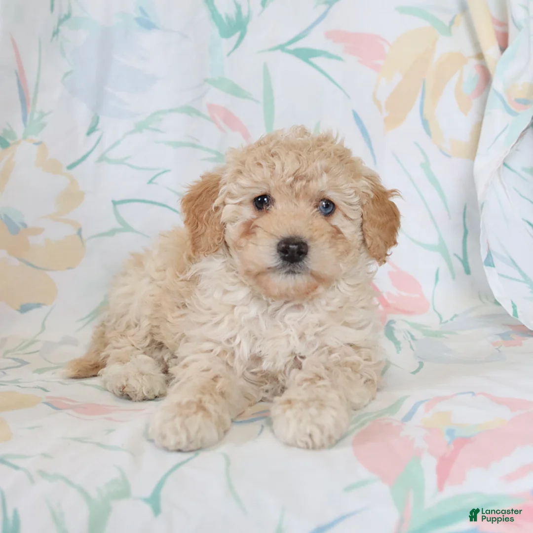 Miniature Poodle dogs for sale: Roselle - Ad 2