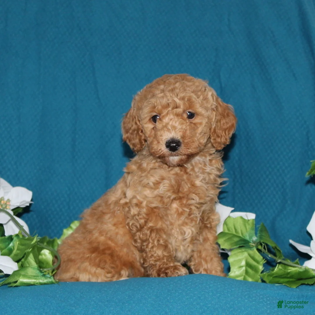 Mini Goldendoodle dogs for sale: Tucker  - Ad 2