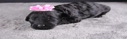 Mini Goldendoodle dogs for sale: Felicity - Ad 4