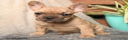 French Bulldog dogs for sale: Snickers - Ad 3