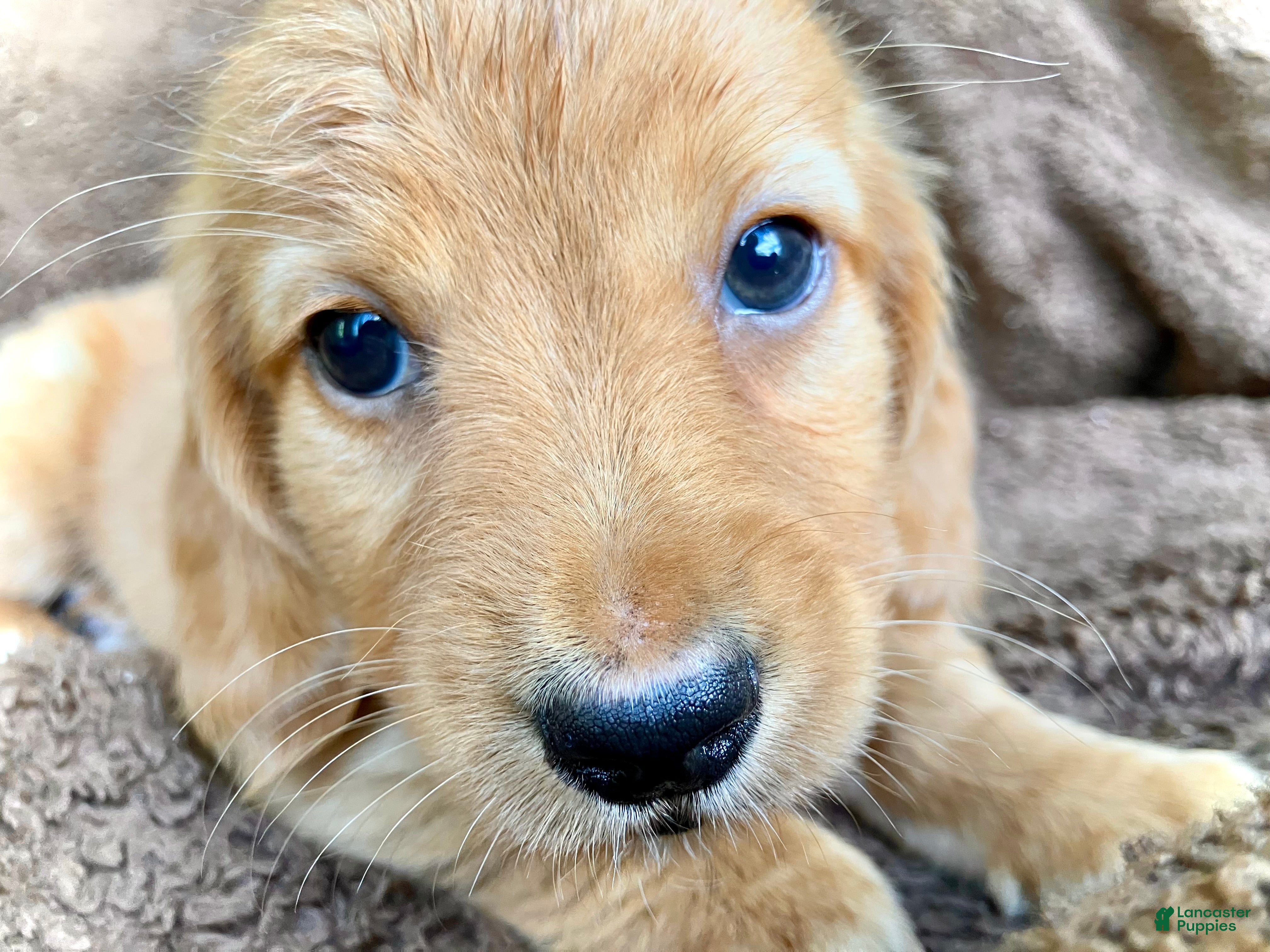 Miniature Dachshund dogs CHEDDAR, CHEDDAR, CHEDDAR!!! - Ad 2