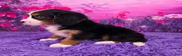 Miniature Bernese Mountain Dog dogs for sale: Lego - Ad 3