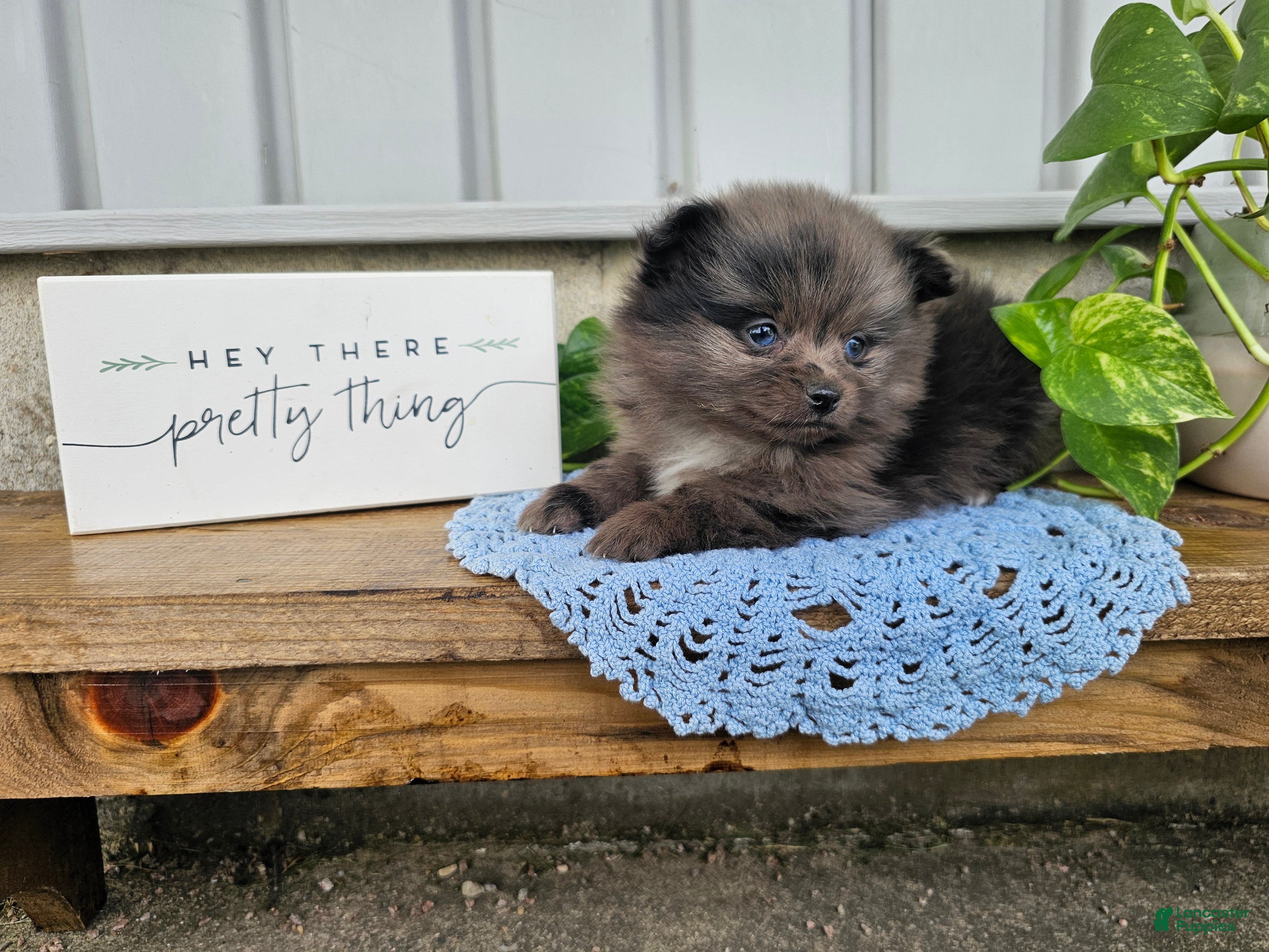 Pomeranian dogs for sale: Atlas - Ad 2