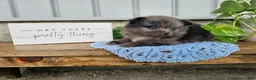 Pomeranian dogs for sale: Atlas - Ad 1