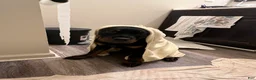 Rottweiler dogs for sale: Lucy - Ad 5