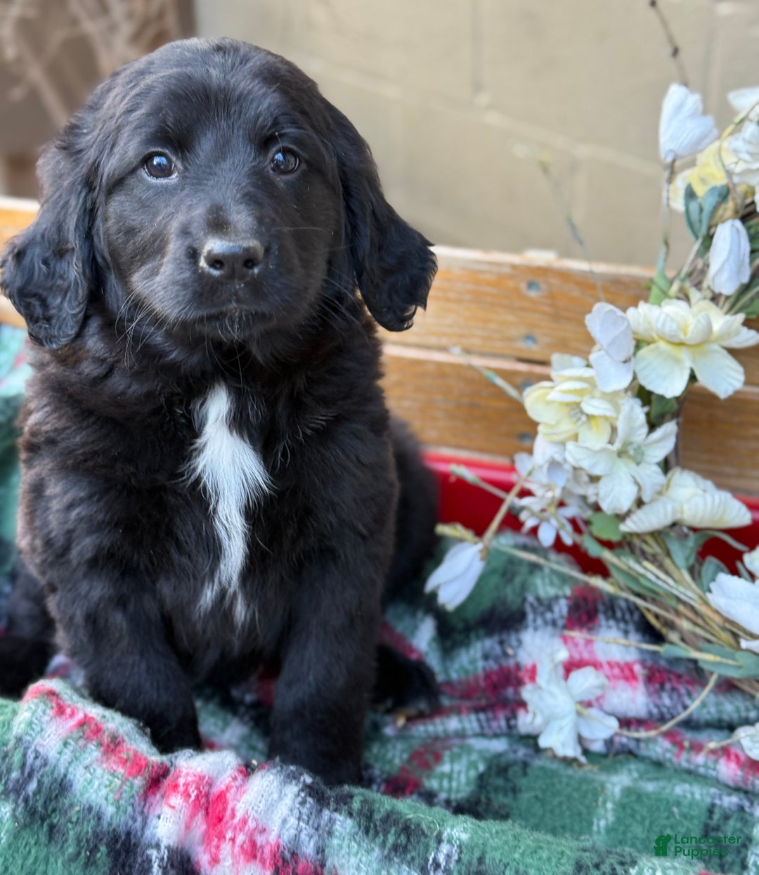 Mixed Breed dogs for sale: Rosie - Ad 6