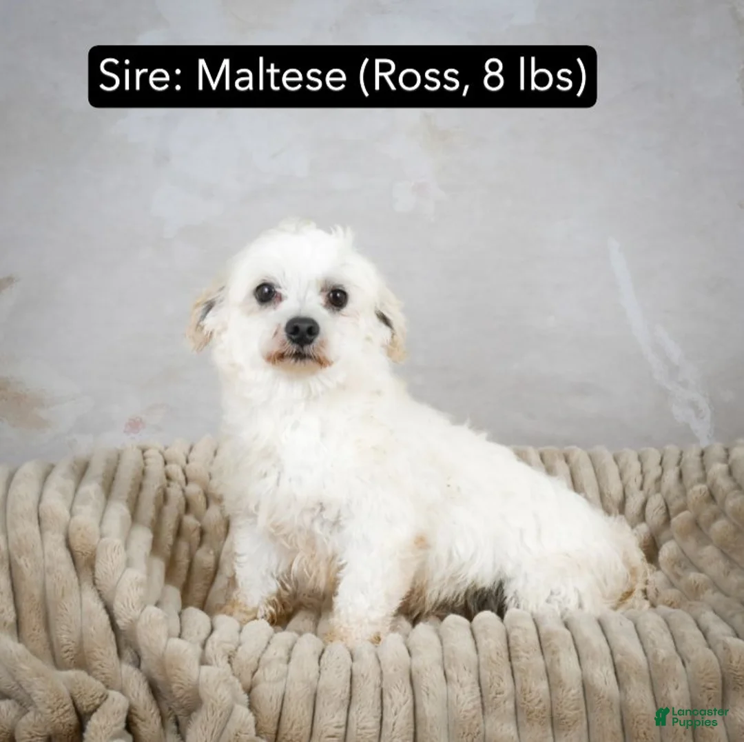 Morkie dogs for sale: Morkie 2 - Ad 10
