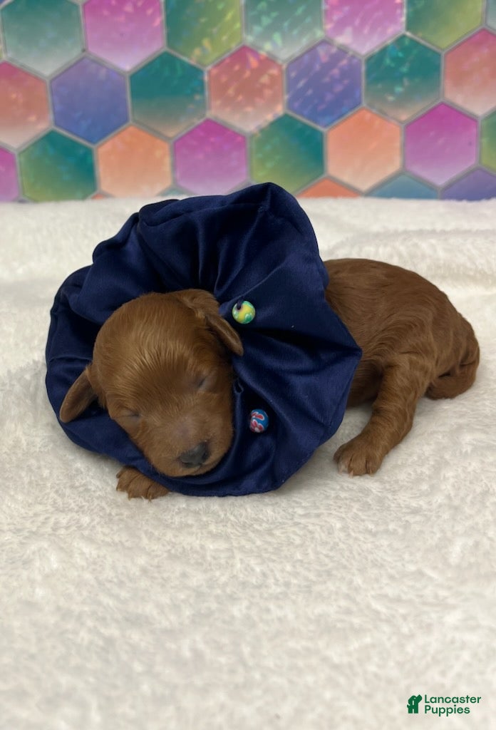 Toy Poodle dogs Navy Blue - Ad 25