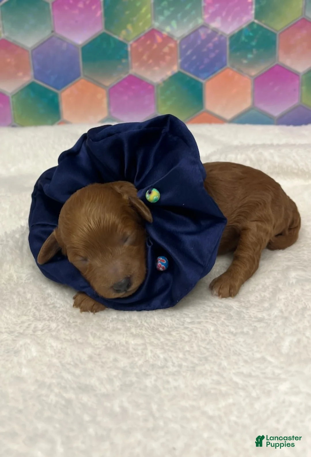 Toy Poodle dogs for sale: Navy Blue - Ad 1