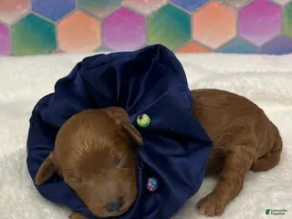 Toy Poodle dogs Navy Blue - Ad 25