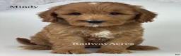 Goldendoodle dogs for sale: Mindy-Medium - Ad 1