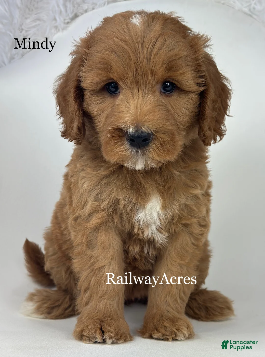 Goldendoodle dogs for sale: Mindy-Medium - Ad 1