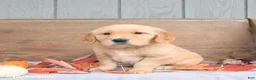 Golden Retriever dogs for sale: Wendy - Ad 2