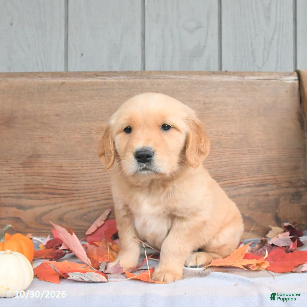 Golden Retriever dogs for sale: Wendy - Ad 2