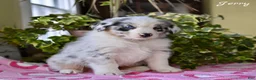 Australian Shepherd dogs for sale: Jerry - Ad 5