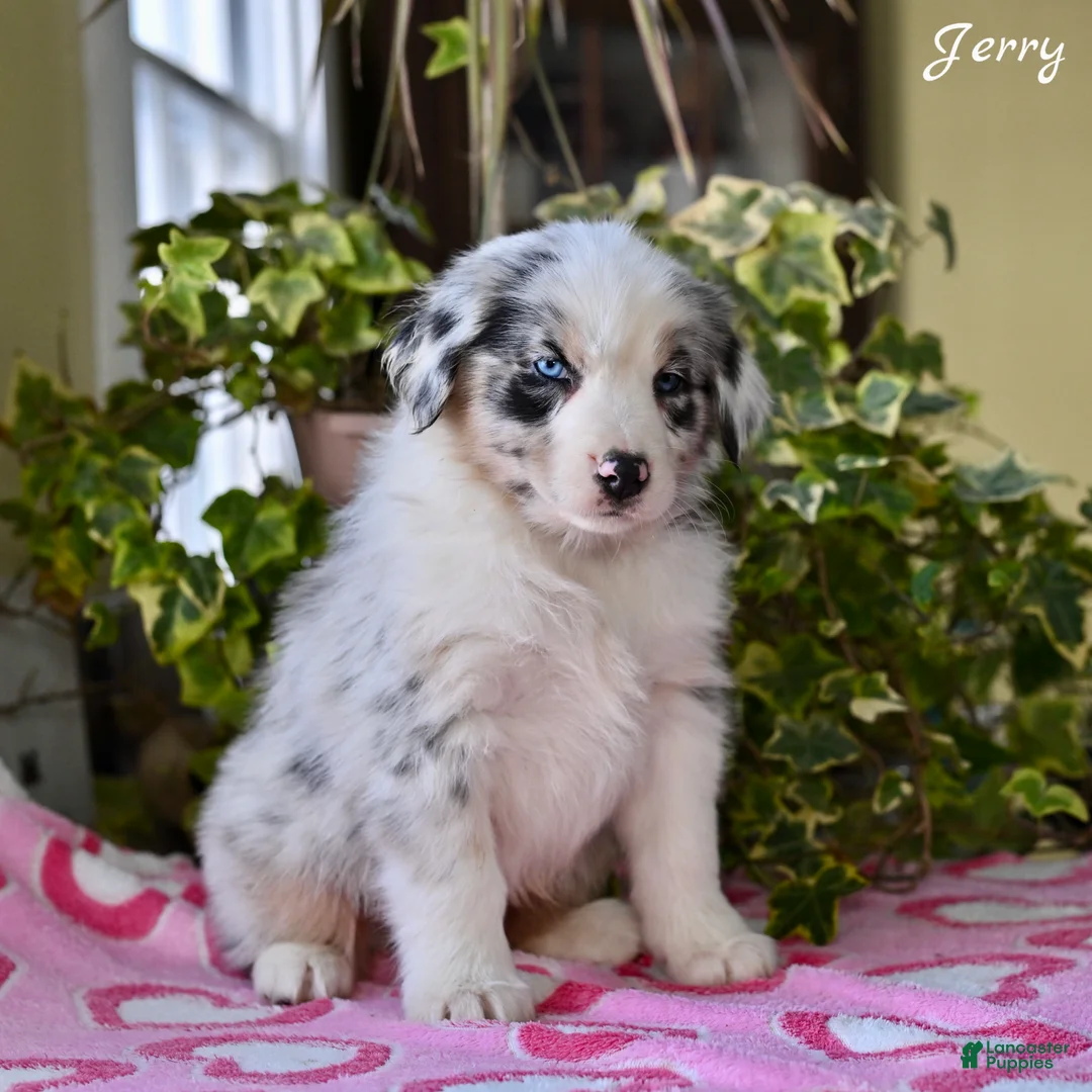 Australian Shepherd dogs for sale: Jerry - Ad 5