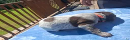 German Shorthaired Pointer dogs for sale: German Shorthaired Pointer Willow - Ad 32