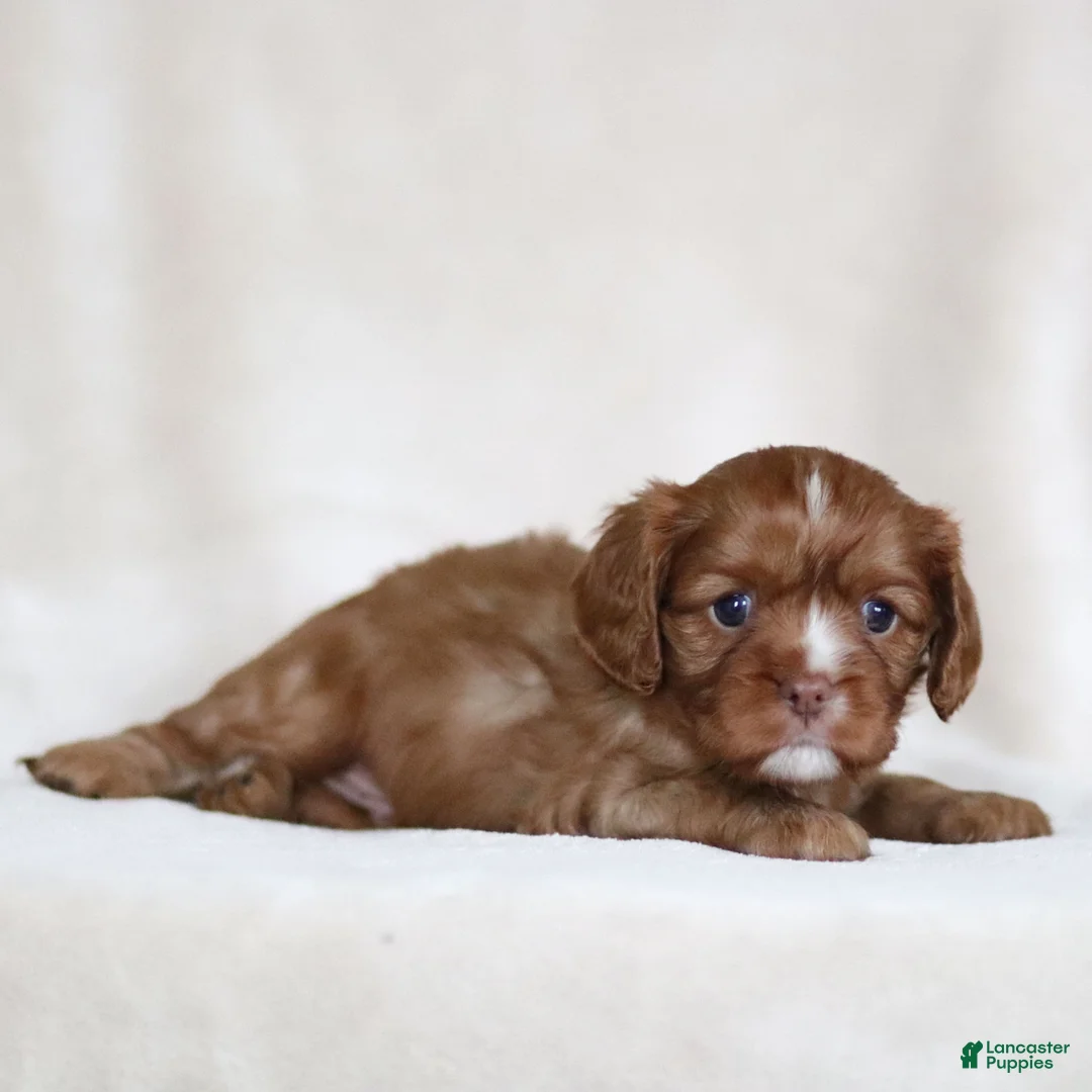 Cavalier King Charles Spaniel dogs for sale: Colsen - Ad 7