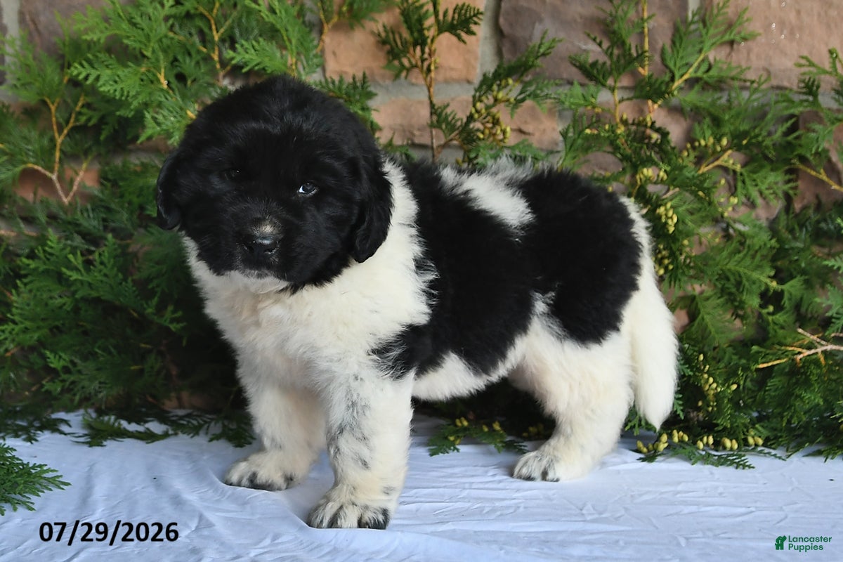 Newfoundland dogs Marshall - Ad 1