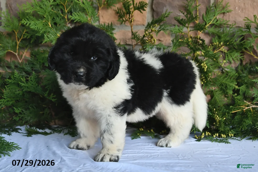 Newfoundland dogs for sale: Marshall - Ad 1