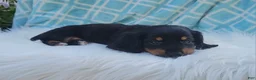 Miniature Dachshund dogs for sale: Venture  - Ad 13