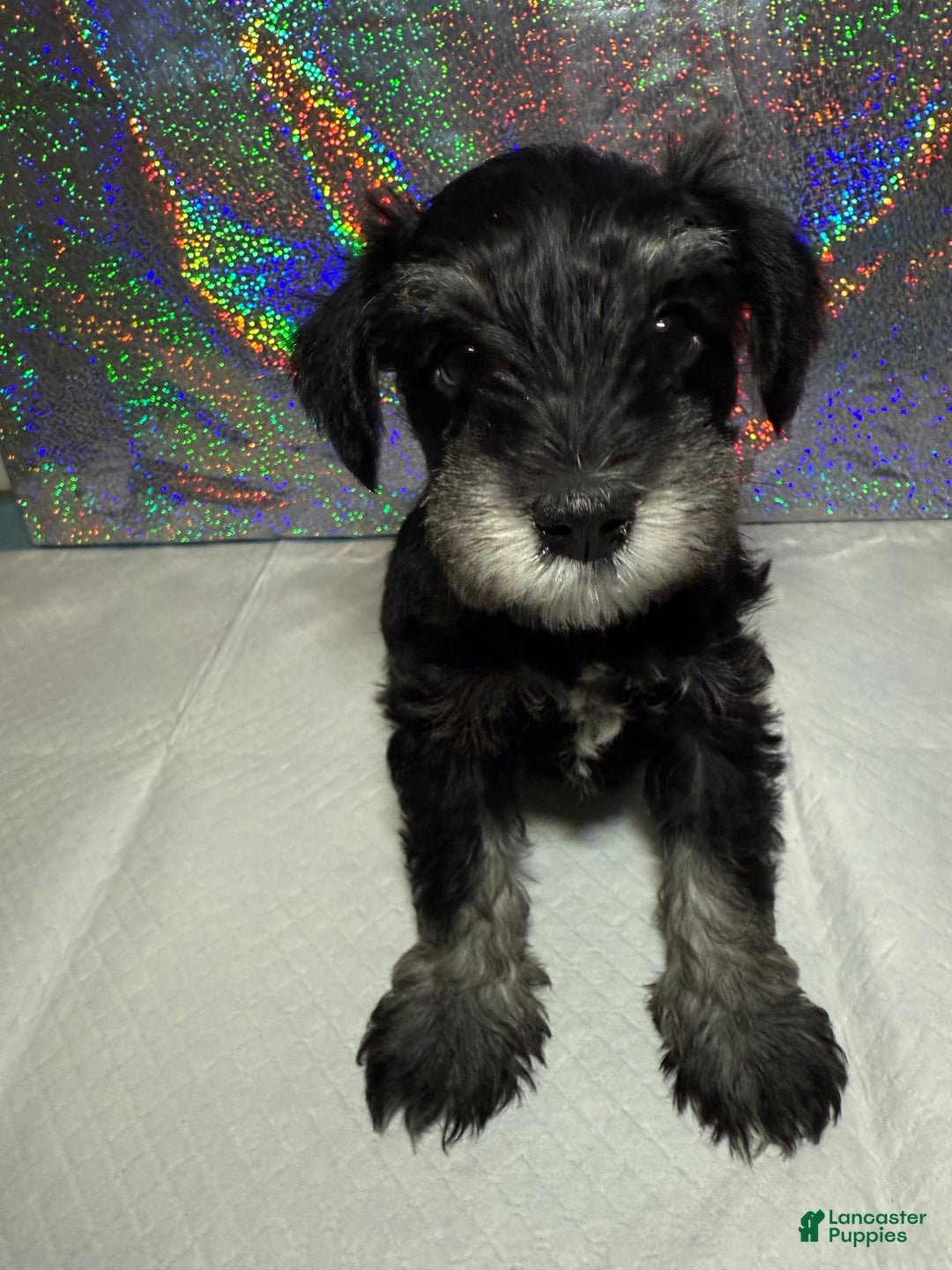 Miniature Schnauzer dogs for sale: Miniature Schnauzer Puppy 3 - Ad 1