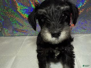 Miniature Schnauzer dogs Miniature Schnauzer Puppy 3 - Ad 30