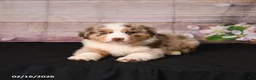 Miniature Australian Shepherd dogs for sale: Taz - Ad 3
