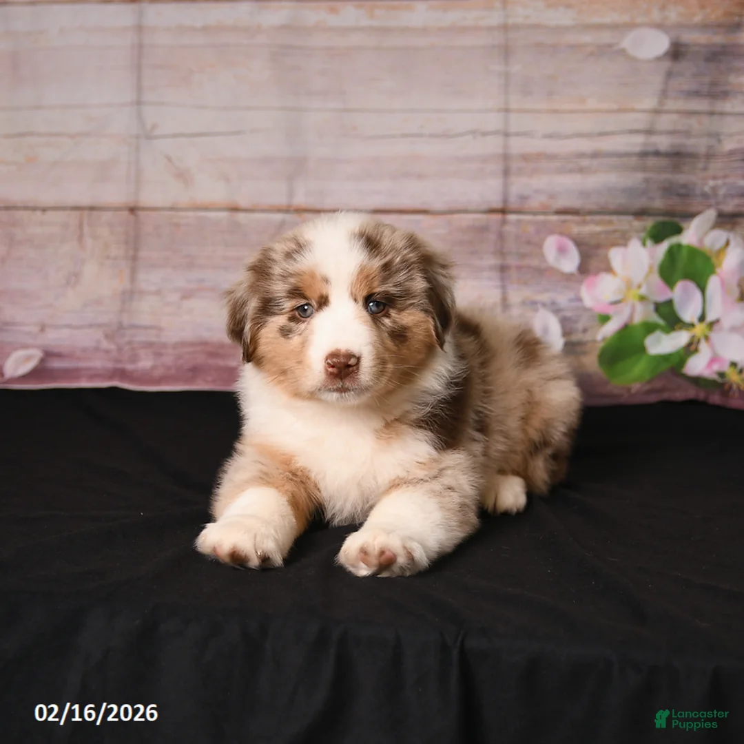 Miniature Australian Shepherd dogs for sale: Taz - Ad 3