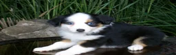 Miniature Australian Shepherd dogs for sale: Reese - Ad 1