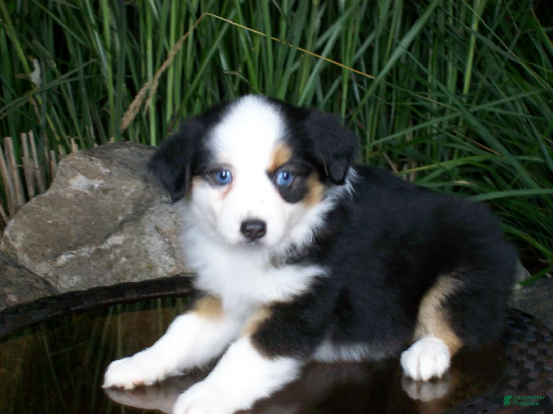 Miniature Australian Shepherd dogs for sale: Reese - Ad 1