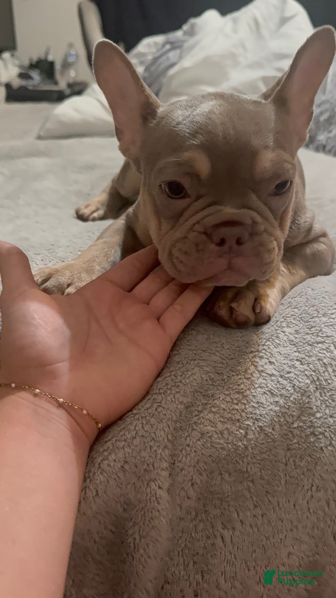 French Bulldog dogs Olivia “Vampire” Rodrigo  - Ad 28