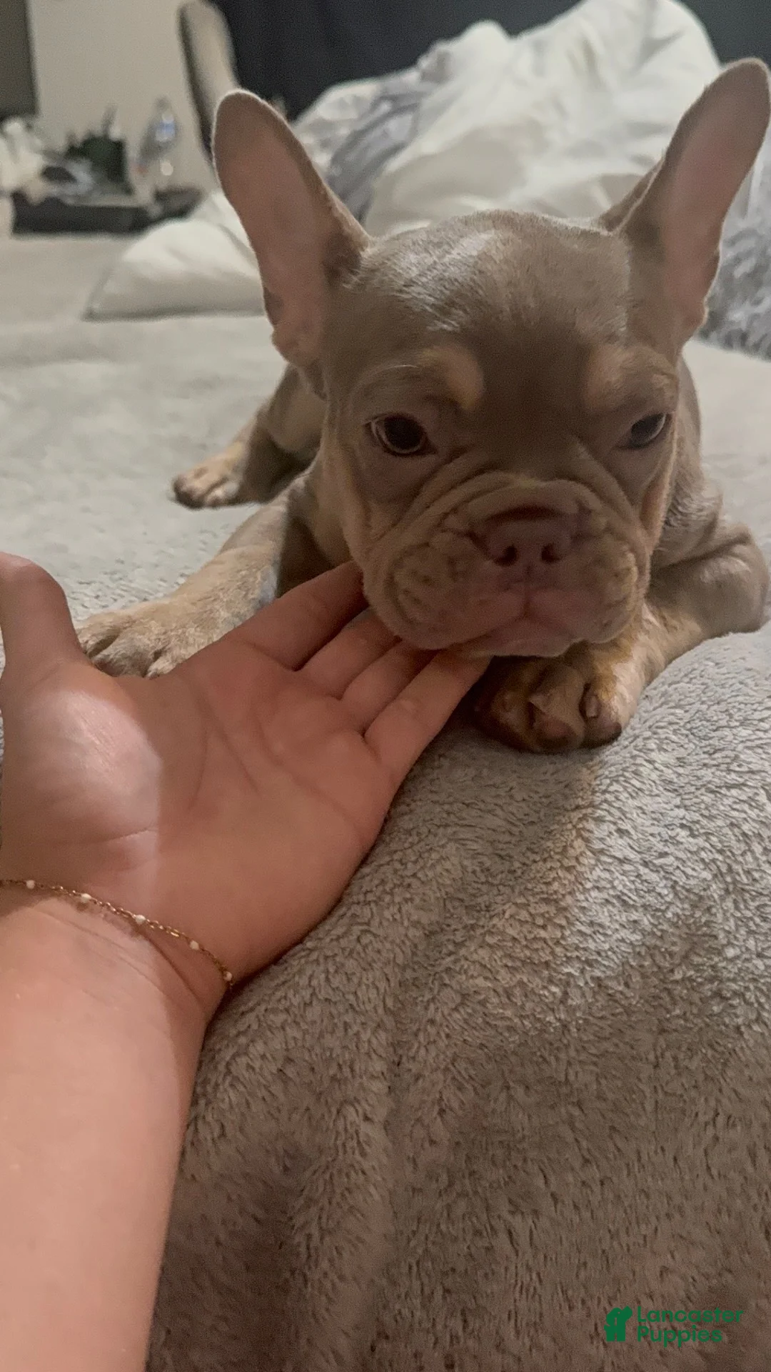 French Bulldog dogs for sale: Olivia “Vampire” Rodrigo  - Ad 1
