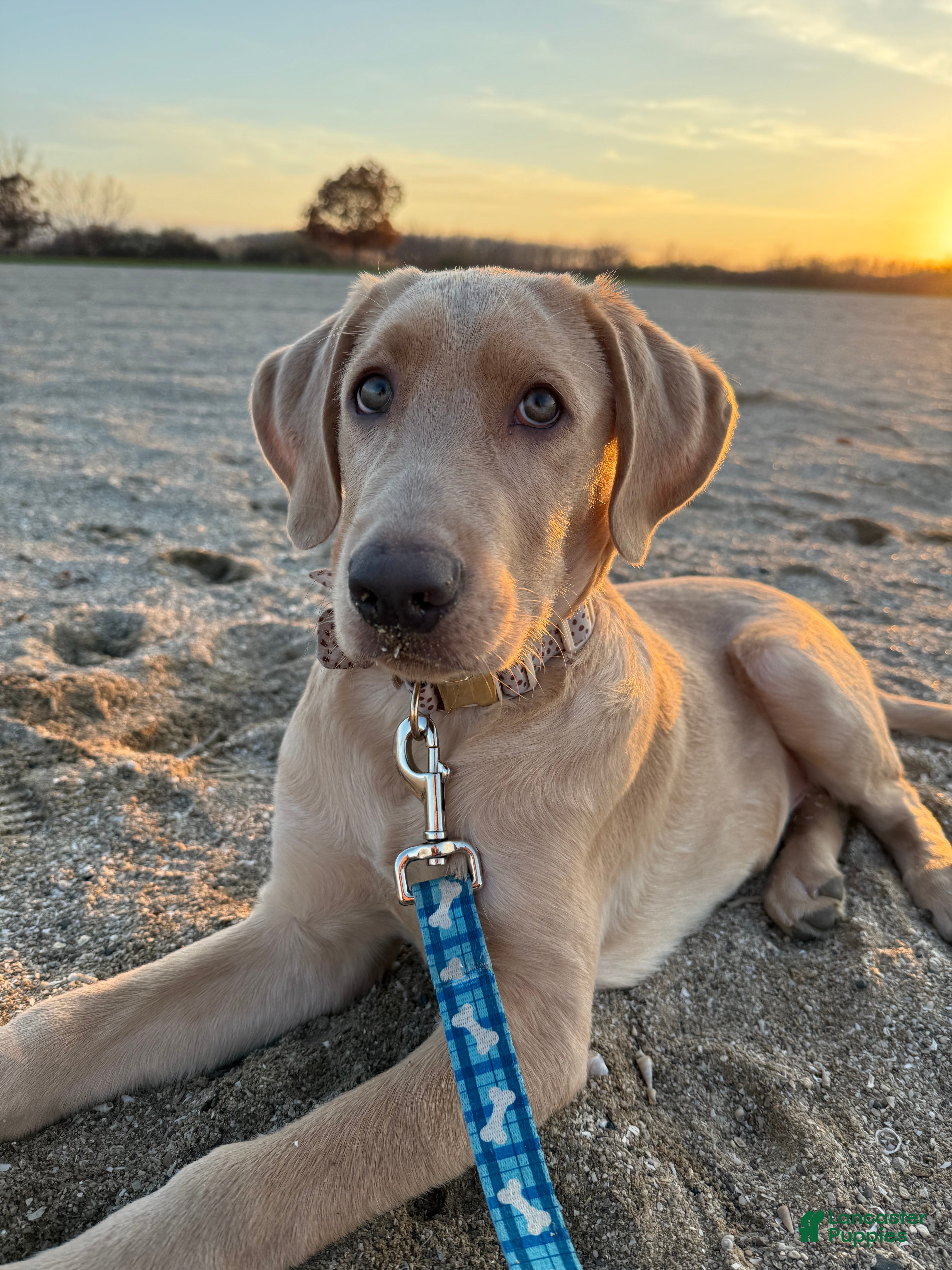 Labrador Retriever dogs Labrador Retriever Puppy 2 - Ad 12