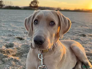 Labrador Retriever dogs Labrador Retriever Puppy 2 - Ad 12