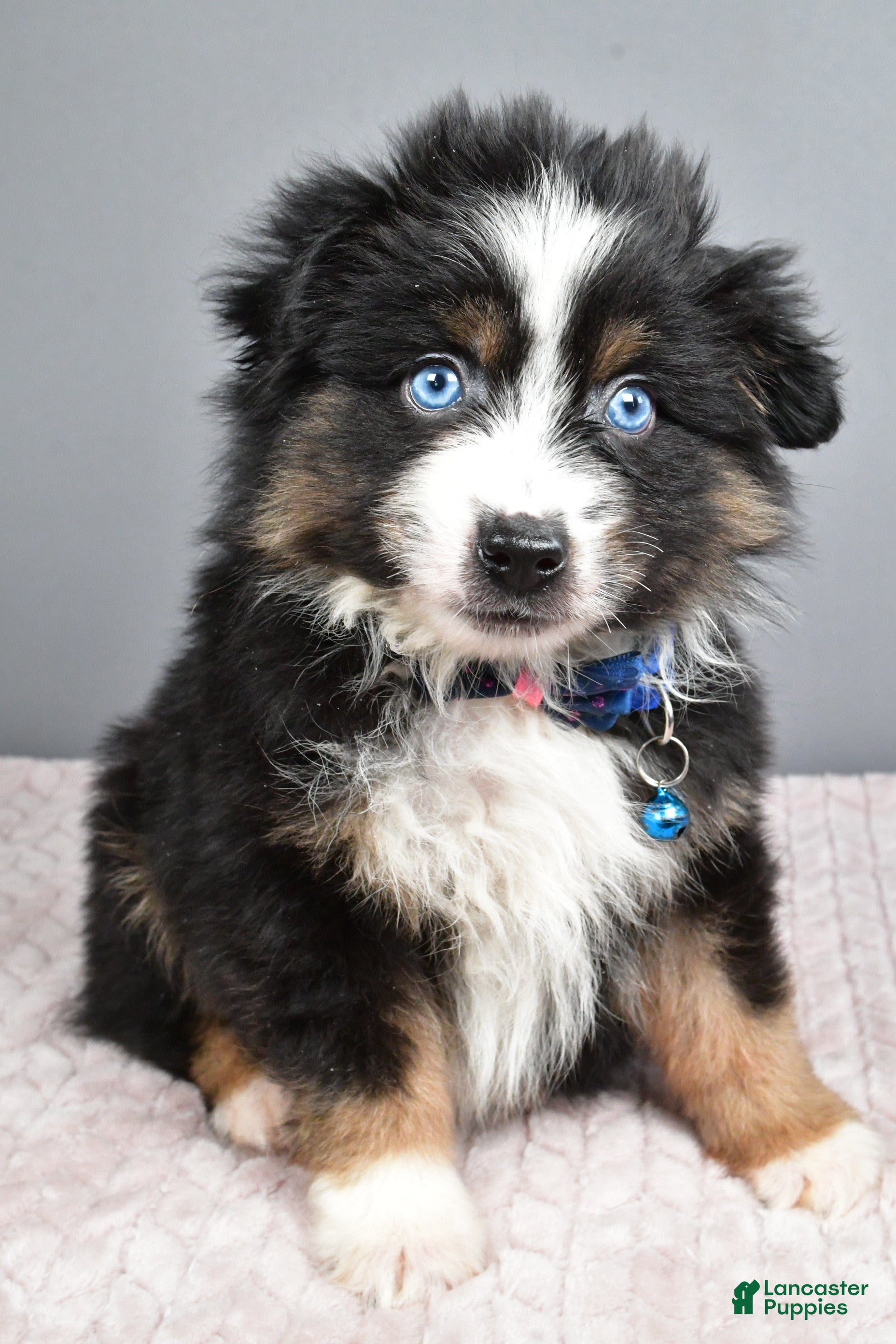 Miniature Australian Shepherd dogs Rocket - Ad 1
