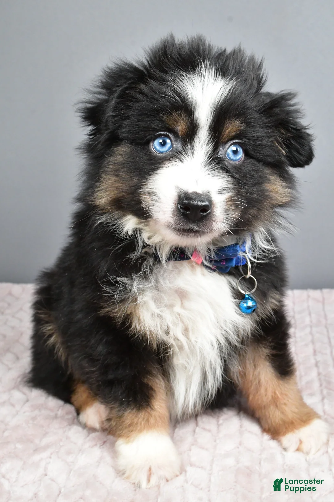 Miniature Australian Shepherd dogs for sale: Rocket - Ad 1