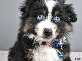 Miniature Australian Shepherd dogs for sale: Rocket - Ad 4