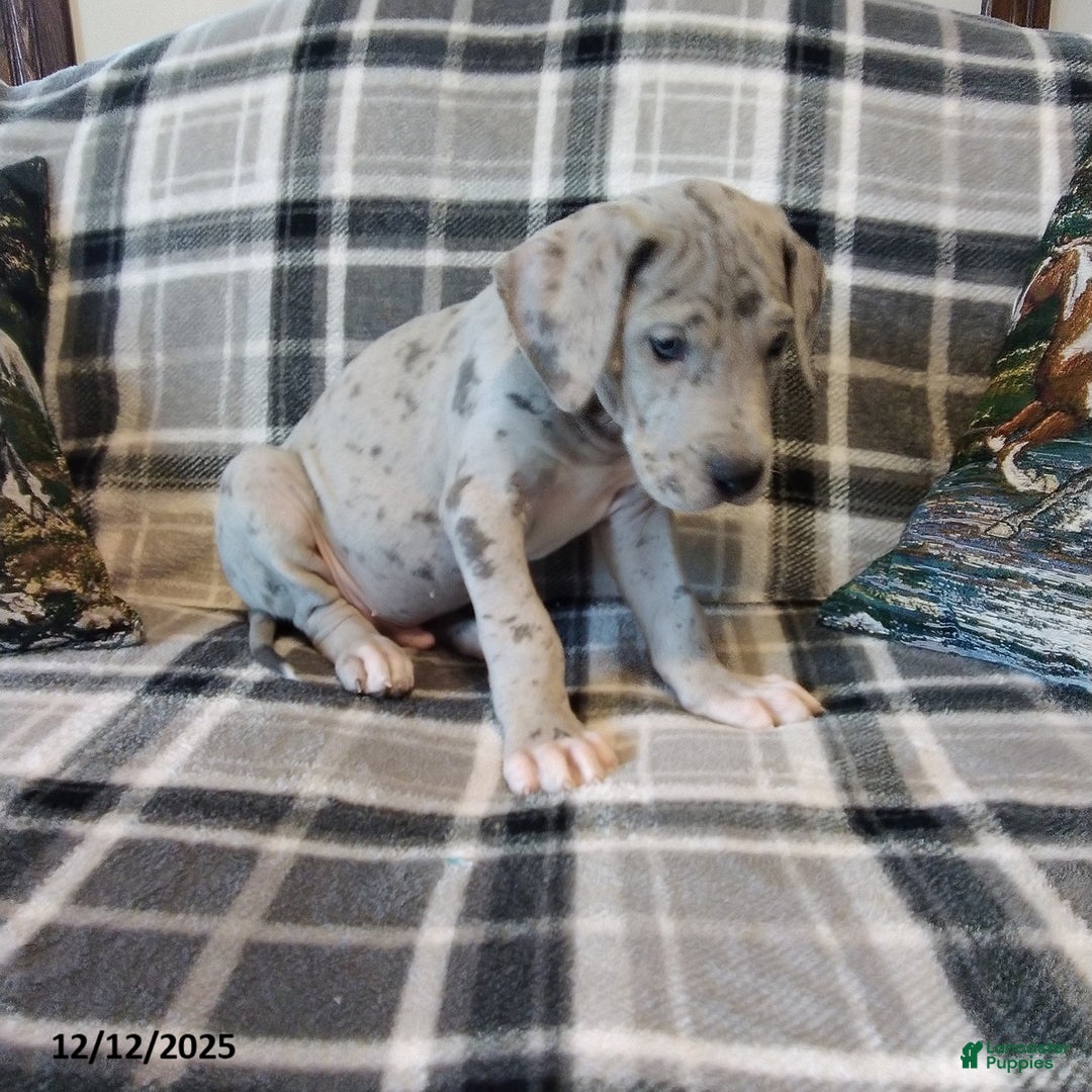 Great Dane dogs for sale: Lincoln - Ad 2