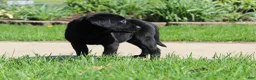 Labrador Retriever dogs for sale: Labrador Retriever Willow - Ad 12