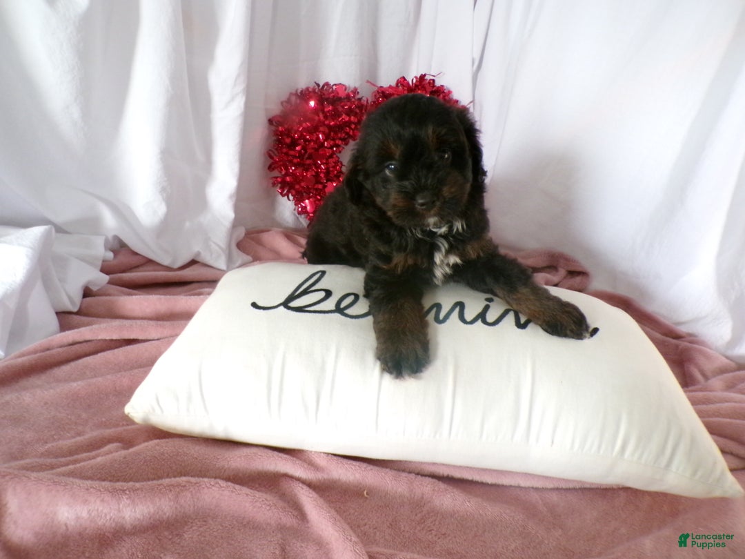 Bernedoodle dogs for sale: Arthur - Ad 4