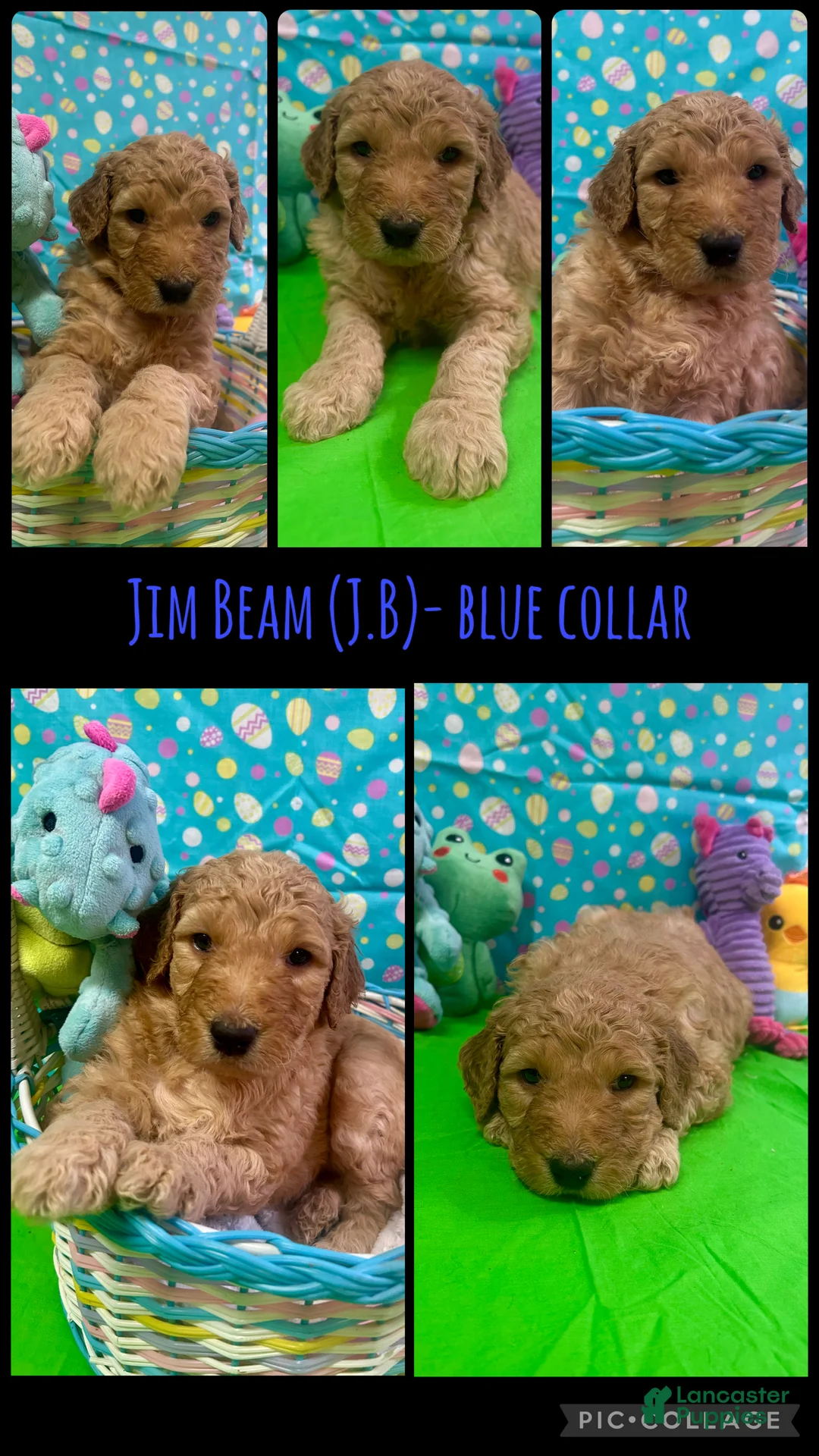 Goldendoodle dogs for sale: Jim Beam (J.B) - Blue Collar Male  - Ad 2