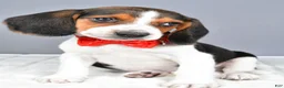 Beagle dogs for sale: Odin - Ad 7