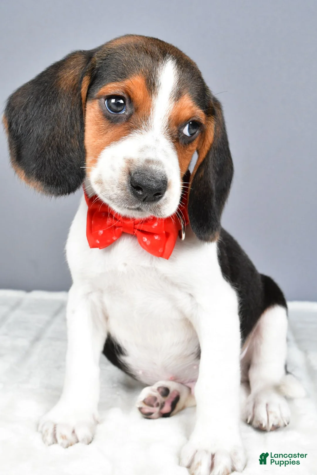 Beagle dogs for sale: Odin - Ad 7