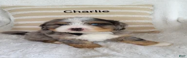 Bernedoodle Puppy