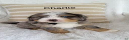 Bernedoodle dogs for sale: Bernedoodle Puppy - Ad 1