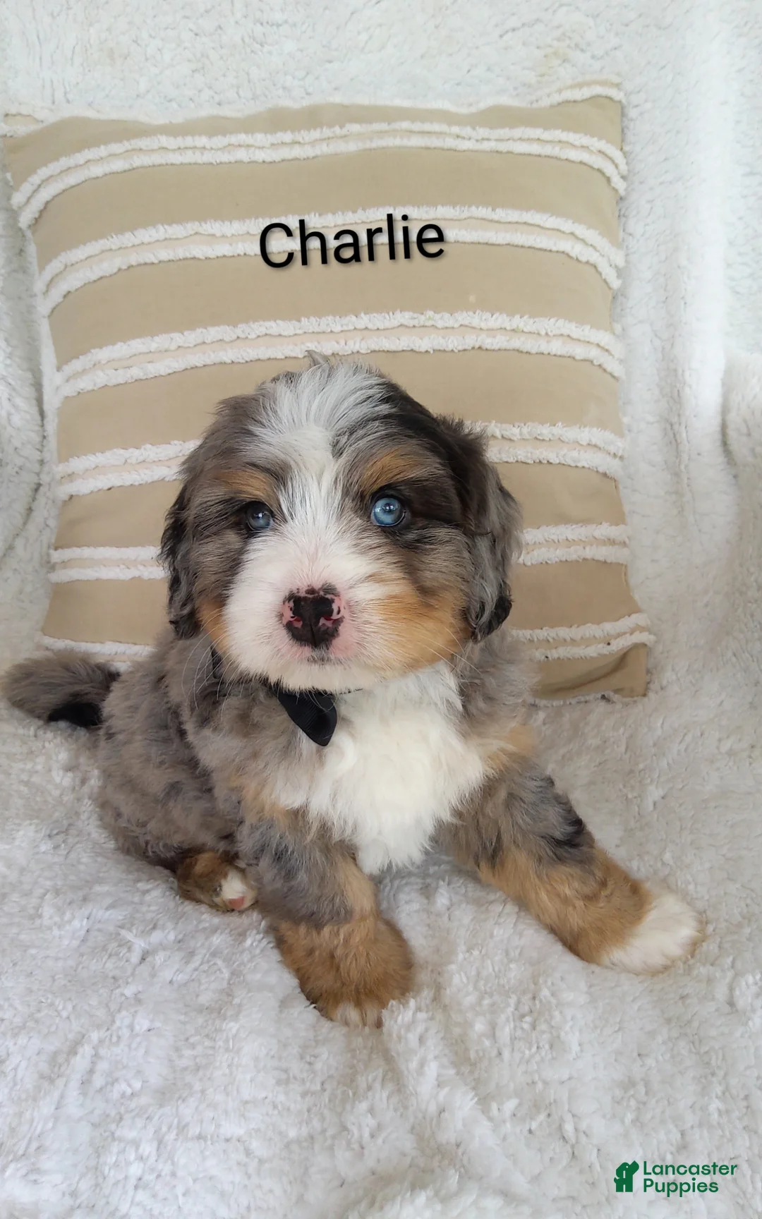 Bernedoodle dogs for sale: Bernedoodle Puppy - Ad 1